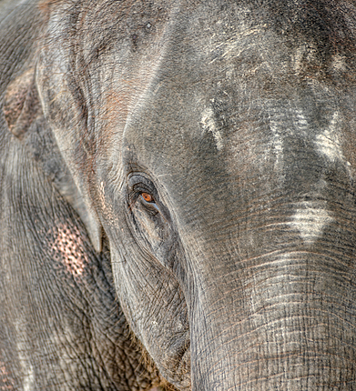 baby elephant